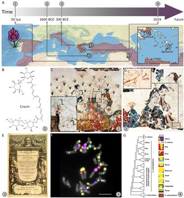 Ancient Artworks and Crocus Genetics Both Support Saffron’s Origin in Early Greece